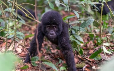 4 Days Rwanda Uganda Double Gorilla Trekking