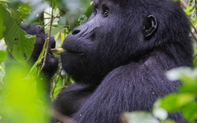 3 Days Uganda Gorilla Trekking from Kigali