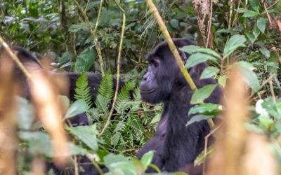 10 Days Uganda Classic Primate Safari Experience