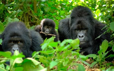 5 Days Rwanda Gorilla & Chimps Safari Tour