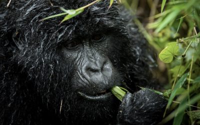 4 Days Uganda Double Gorilla Trekking Fly in Safari