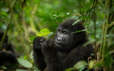 3 Days Rwanda Gorilla Trekking