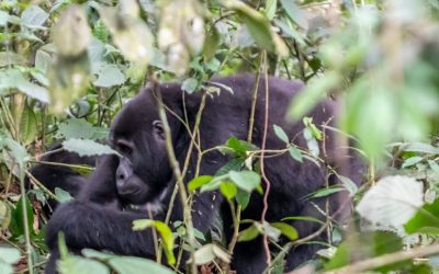 4 Days Uganda Gorilla Trekking from Kigali