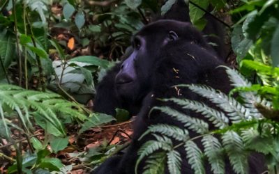 2 Days Uganda gorilla trekking from Kigali