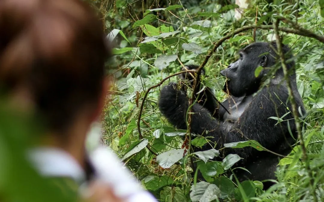 9 Days Uganda & Rwanda Safari Tour