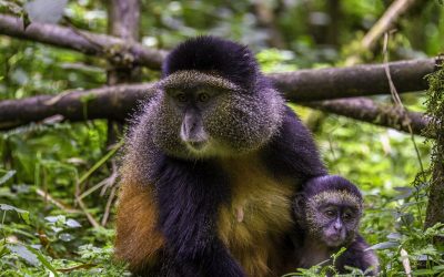 8 Days Uganda Rwanda Primate Safaris