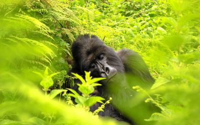 Volcanoes National Park: In the Realm of Mountain Gorillas.