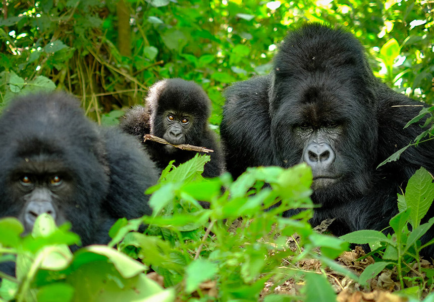 silverback gorilla tours uganda