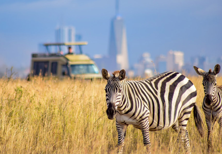 Uganda Gorilla trekking safaris