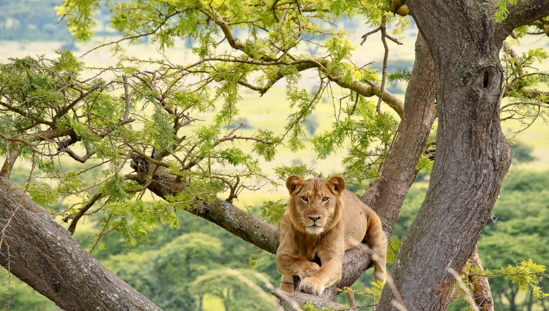 Tree Climbing Lions in Queen Elizabeth National Park